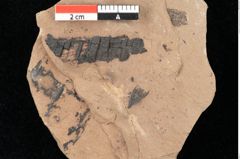 Foto (Detailansicht) von Antholithes stiriacus Kovar-Eder et Z.Kvacek sp.nov. (NHMW-GEO-2024-0188-0432)